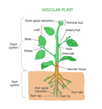 Vascular plant biological structure diagram with labels, illustration drawing poster, educational scheme with shoot system, root system and other parts as nodes, leaves, buds and root.