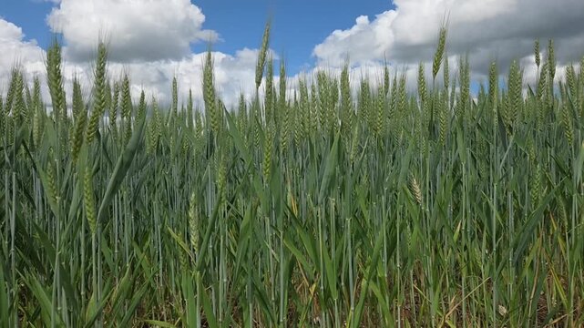 Un champ d&rsquo;&eacute;pis de bl&eacute; encore verts, en train de m&ucirc;rir, se balan&ccedil;ant doucement sous le vent, sous un ciel bleu d&eacute;gag&eacute;.