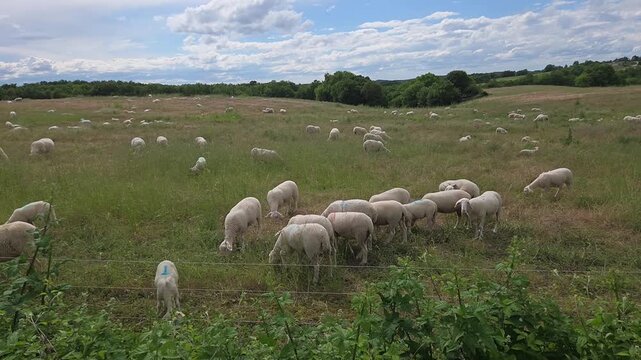 Un troupeau de moutons en train de pa&icirc;tre dans un champ, au c&oelig;ur d&rsquo;un paysage rural sous un ciel bleu d&eacute;gag&eacute;.