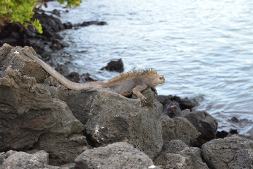 Fototapeta premium ガラパゴスウミイグアナ、ガラパゴス諸島 エクアドル Galapagos Marine Iguana Ecuador Galapagos Islands 加拉帕戈斯海鬣蜥 厄瓜多尔