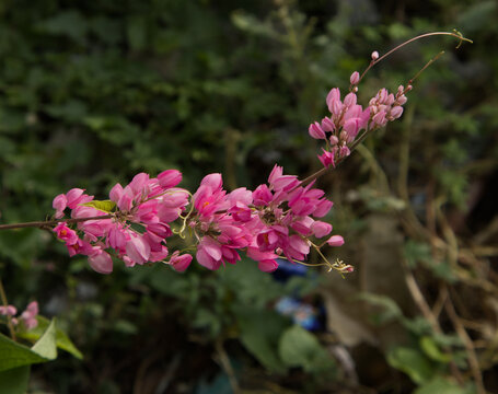 : Beautiful pink Coral Vine flowers, Antigonon leptopus blooming on a branch