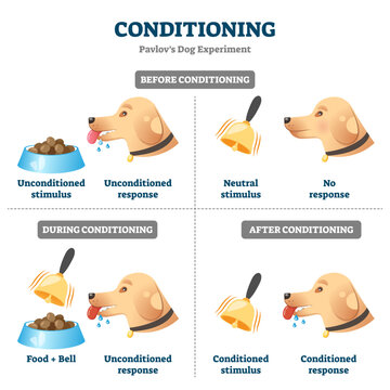 Conditioning illustration, transparent background. Labeled Pavlovian respondent learn scheme. Dog experiment with food and bell. Salivation research diagram.