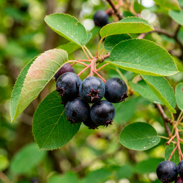 Black berries of amelanchier ovalis growing on branch among green leaves in nature  