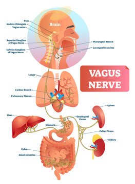Vagus nerve illustration, transparent background. Labeled anatomical structure scheme and location diagram of human body longest nerve. Infographic with isolated ganglion, branches and plexus.