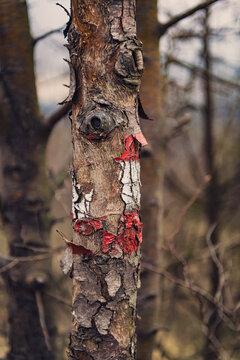 Old weathered hiking trail marker painted on a dead dry tree trunk.