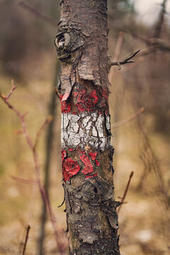 Old weathered hiking trail marker painted on a dead dry tree trunk.