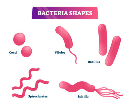 Bacteria shapes illustration, transparent background. Educational micro cells collection set. Labeled cocci, vibrios, bacillus, spirochaetes and spirilla closeup visualization.