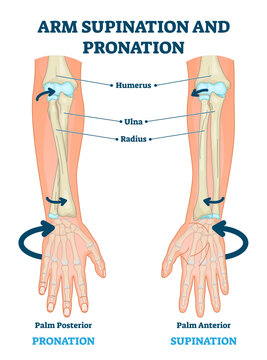 Arm supination and pronation illustration, transparent background. Labeled anatomical scheme. Medical diagram with inner bones and joints. Compared palm posterior and anterior.