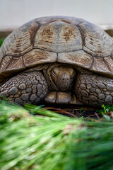 Fototapeta premium turtle on the grass