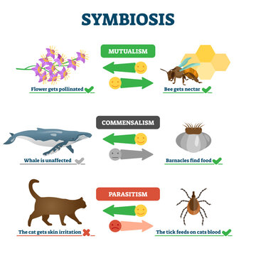 Symbiosis illustration, transparent background.Labeled living together explanation educational scheme.