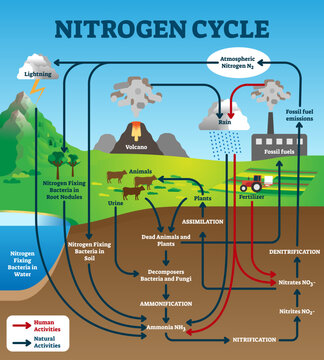 Nitrogen cycle illustration, transparent background.Labeled educational natural chemical scheme.Graphic with human and natural activities as part of earth life ecosystem.
