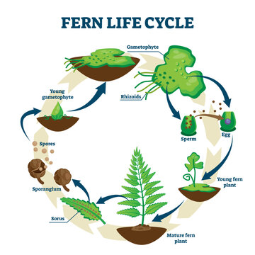 Fern life cycle illustration, transparent background. Labeled educational development process scheme. Different plant stages examples with gametophyte, rhizoids, sorus and spores.