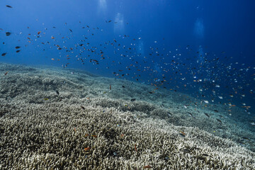 Fototapeta premium Underwater Nature Scene with Tropical Fish School