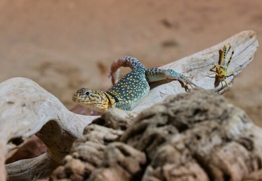 Common collared lizard