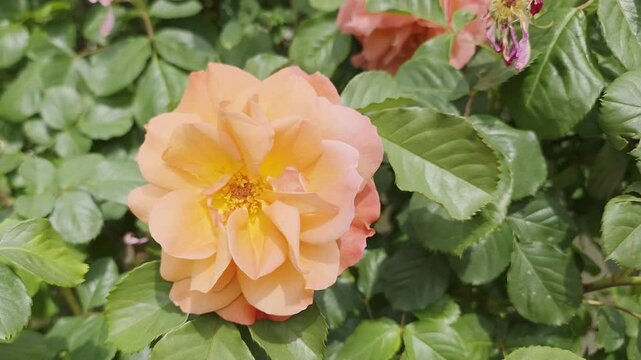 red and yellow flower