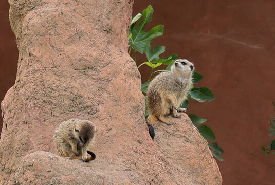 Zwei Erdm&auml;nnchen auf dem Mundenhof in Freiburg