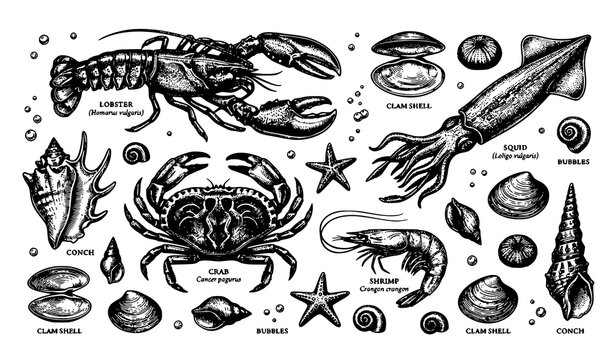 Retro engraved sea life vector collection with lobster shrimp squid crab and decorative shell sketches
