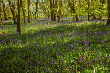 Fototapeta premium Carpet of Bluebells at Plessey Woods, part of the Country Park situated midway between Cramlington and Bedlington in Northumberland, consisting of Woodland, Meadows and Riverside areas