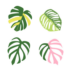 Monstera leaves collection on white background. Set of exotic plant foliage with green and pink variegated tropical leaves for botanical summer design © Iryna Duda