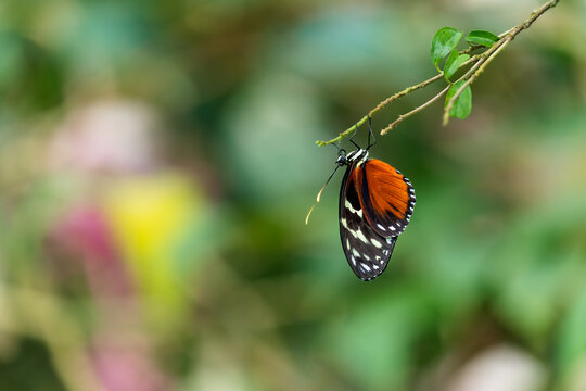 Postman butterfly (Heliconius melpomene) hanging from tropical branch with colorful natural background, elegant exotic insect in soft macro nature scene