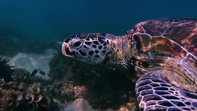 Majestic sea turtle gliding through clear turquoise ocean water in Sri Lanka