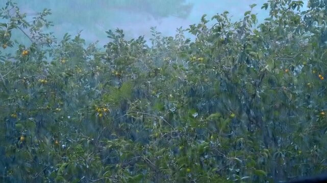 A garden plantation full of lush green tangerine trees with many ripen orange mandarin fruits hanging everywhere under a heavy tropical rain in Vietnam
