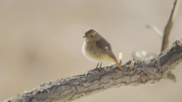 Female Daurian Redstart Crouching for Takeoff and Turning Head, 4K HDR