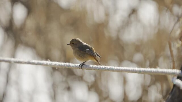 Female Daurian Redstart Looking Down and Hopping to Turn Around, 4K HDR