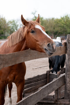 horse in the paddock, Outdoors