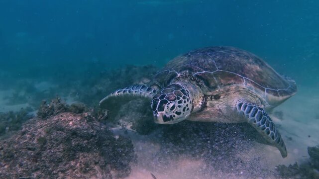 Wild sea turtle eating seagrass underwater on a secret Sri Lankan reef