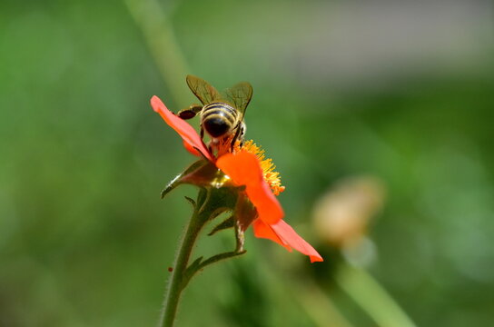 Biene auf einer Nelkenwurz-Bl&uuml;te