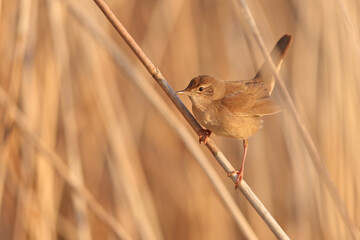 Brzęczka (Locustella luscinioides) © Bartosz Rakoczy
