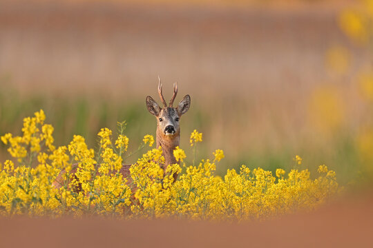 Sarna europejska (Capreolus capreolus) roe deer
