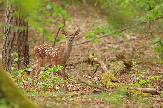 Jeleń szlachetny (Cervus elaphus), red deer