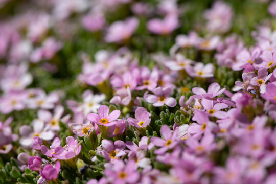 Pink rock jasmine Androsace forms dense flowering carpet on alpine scree slope summer