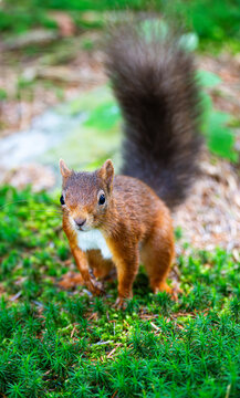 Red Squirrel