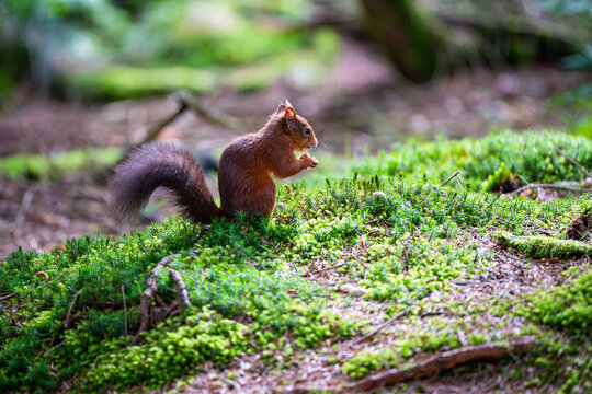Red Squirrel