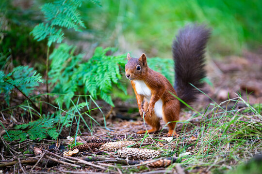 Red Squirrel