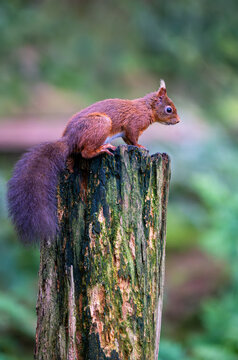 Red Squirrel