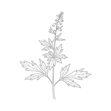 Line drawing of larkspur flower with leaves on a white background