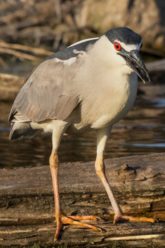 black crowned night heron by water