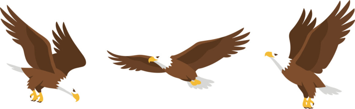 Bald Eagle Vector Set with Three Eagles in Flight, Featuring Different Flying Poses and Extended Wings for Wildlife Illustrations, Bird Watching, and Nature Design Graphics.