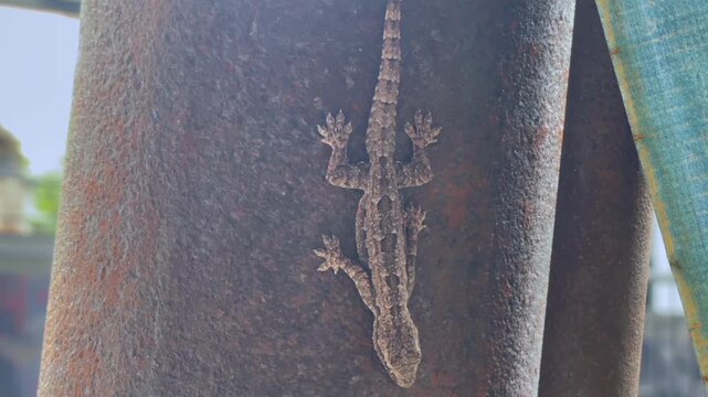 Close up of a common house gecko clinging onto an old rusty iron pipe