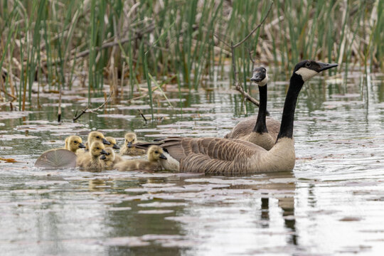 canada goose family and goslings