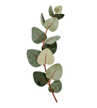 minimal boho-style eucalyptus leaves isolated on white background