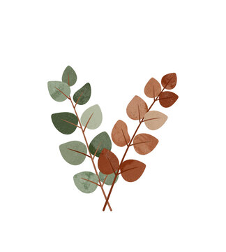 minimal boho-style eucalyptus leaves isolated on white background