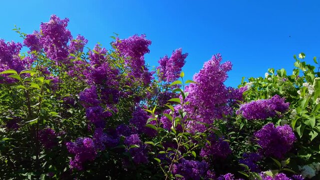 dichte duftende lila Fliederbl&uuml;ten B&uuml;sche,Bl&uuml;tenrispen, blauer Himmel, Gartenidylle, Fr&uuml;hlingsmotiv, Zierstr&auml;ucher, Nahaufnahme Natur, Pflanzen, Botanik, violett, Nahaufnahme