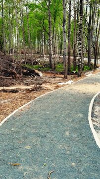 Gravel path winding through birch grove, new construction spring day with stone edging and fresh gravel, stacked logs and exposed