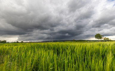 Fototapeta premium Dunkle Wolken vor einem grünen Gerstenfeld