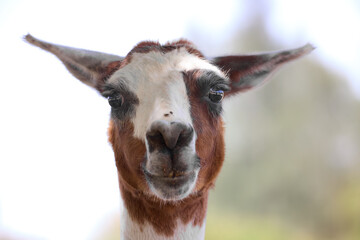 portrait of a llama © amr